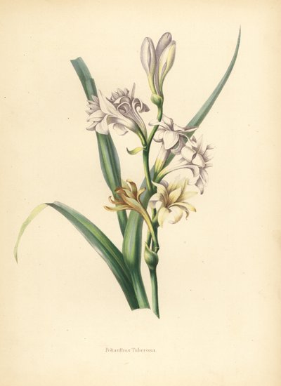 チューベローズ、Polianthes tuberosa（Polianthus tuberosa 作： Unknown